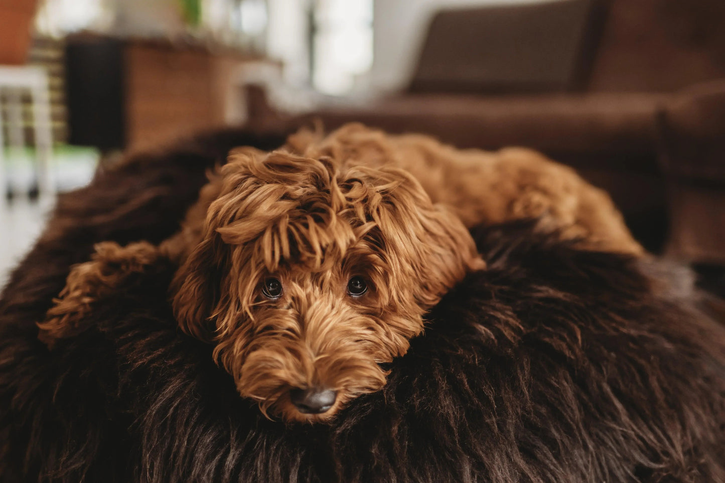 Oval Natural Sheepskin Pet Bed - Chocolate Brown-2