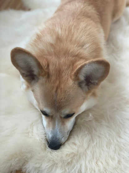 Natural Sheepskin Rug - Ivory-4